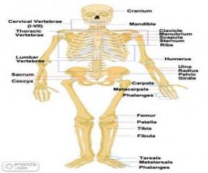 Puzzle Di Scheletro Umano Le Ossa Del Corpo Umano In Inglese E Rompicapo Da Stampare