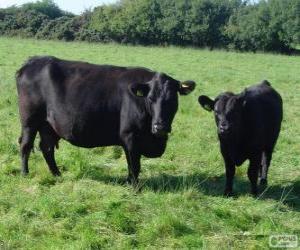 Rompicapo di Aberdeen Angus