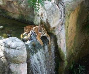 Rompicapo di Adulto di tigre che riposa in un torrente