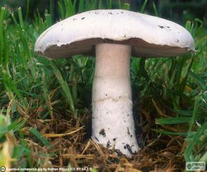 Rompicapo di Agaricus campestris