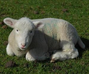 Rompicapo di Agnello o pecorino,  il piccolo della pecora e ariete