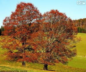 Rompicapo di Alberi a foglie caduche