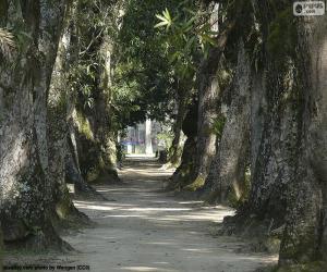 Rompicapo di Alberi di grandi dimensioni, Brasile