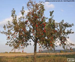 Rompicapo di Alberi di mele