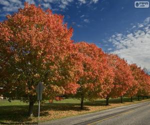 Rompicapo di Alberi in autunno