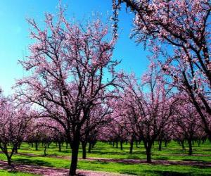 Rompicapo di Alberi in fiore mandorle in primavera