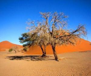 Rompicapo di Alberi nel deserto