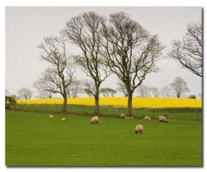 Rompicapo di Alberi nella campagna inglese