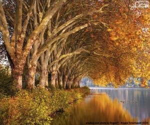 Rompicapo di Alberi sul lago in autunno