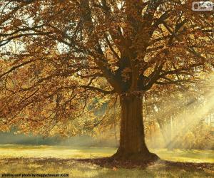 Rompicapo di Albero deciduo in autunno