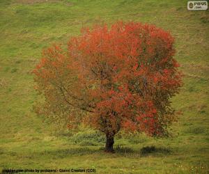 Rompicapo di Albero in autunno