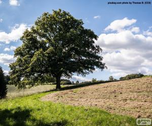 Rompicapo di Albero nel campo arato