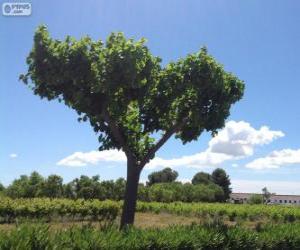 Rompicapo di Albero nel campo