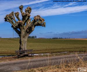 Rompicapo di Albero potati