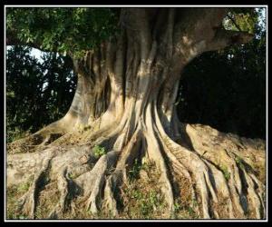 Rompicapo di Albero radici