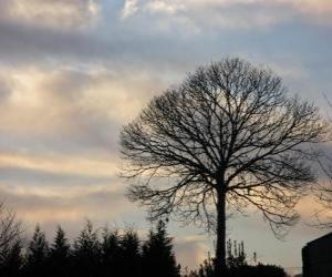 Rompicapo di Albero senza fogli in inverno 