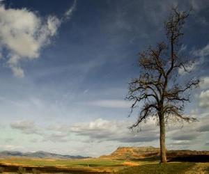 Rompicapo di Albero solitario in un paesaggio con poca vegetazione