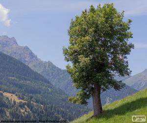 Rompicapo di Albero