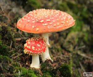 Rompicapo di Amanita muscaria