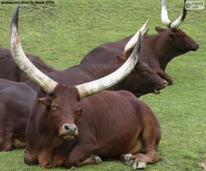 Rompicapo di Ankole-Watusi