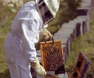 Rompicapo di Apicoltore lavorando con il particolare abbigliamento in l'alveare per la raccolta del miele