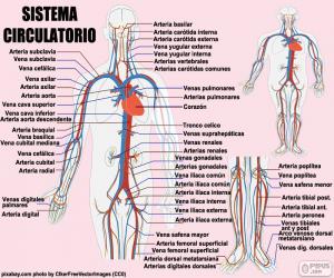 Rompicapo di Apparato circolatorio(Spagnolo)