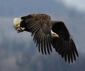 Rompicapo di Aquila volando