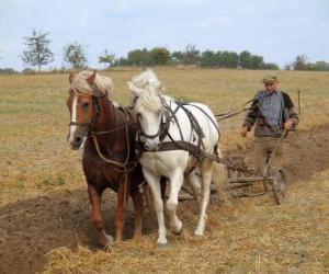 Rompicapo di Arare con cavalli spiana