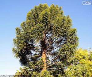 Rompicapo di Araucaria