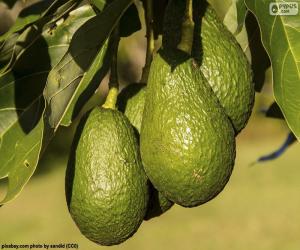 Rompicapo di Avocado nell'albero