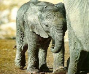 Rompicapo di Baby elephant con la madre