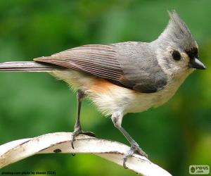 Rompicapo di Baeolophus bicolor