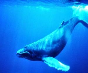 Rompicapo di Balene azzurre, la balena azurra è il più grande animale che sia mai esistito sulla Terra