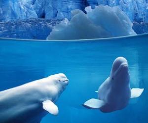 Rompicapo di balene Beluga è una specie di famiglia che vive a denti Monodontidae nella regione artica e subartica.