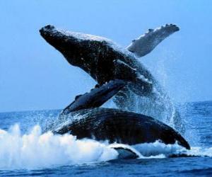 Rompicapo di Balene
