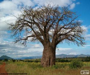 Rompicapo di Baobab africano