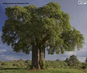 Rompicapo di Baobab