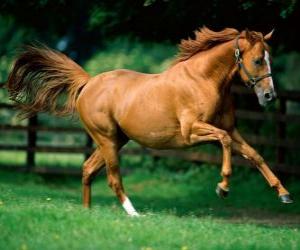 Rompicapo di Bella castagna cavallo