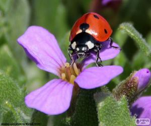 Rompicapo di Bella coccinella