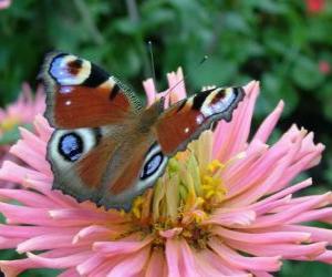 Rompicapo di Bella farfalla con le ali spalancate