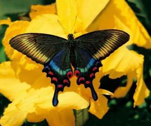 Rompicapo di Bella farfalla su un fiore giallo