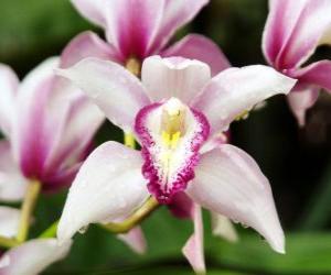 Rompicapo di Bellissimi fiori di orchidea
