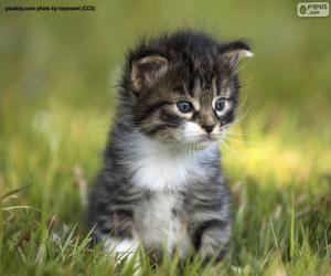 Rompicapo di Bello e carino gattino