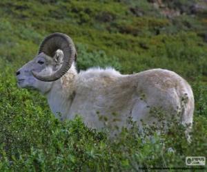 Rompicapo di Bighorn bianco (maschio)