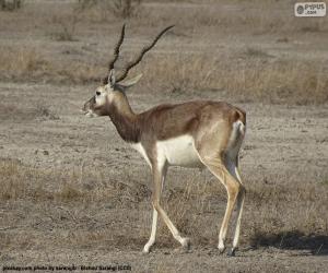 Rompicapo di Blackbuck