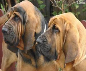 Rompicapo di Bloodhound o cane di Sant'Uberto