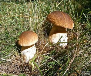 Rompicapo di Boletus edulis