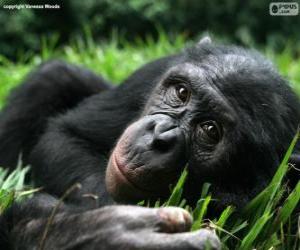 Rompicapo di Bonobo o scimpanzé pigmeo