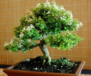 Rompicapo di Bonsai albero, albero in miniatura in un vassoio secondo l'arte giapponese di bonsai