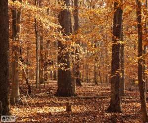 Rompicapo di Bosco in autunno